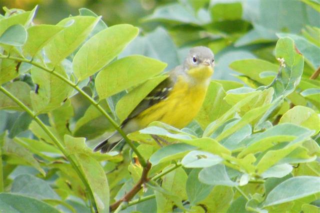 Magnolia Warbler (Small).jpg