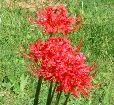 Cu Spiderlilies (2).jpg