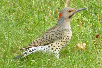 Northern Flicker...he will leave soon