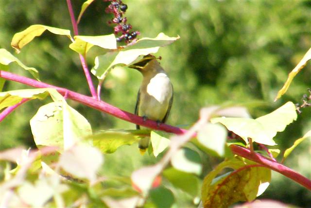 Cedar Waxwing (Small).jpg