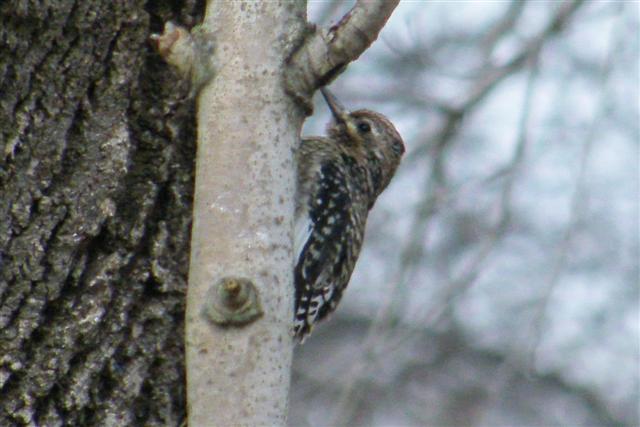 Yellow-bellied Sapsucker