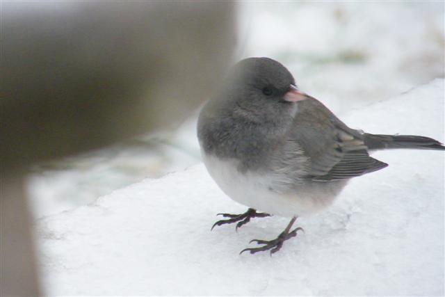 Dark-eyed Junco