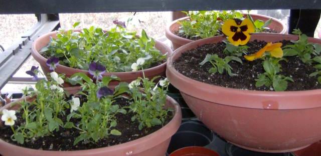 pansy bowls...sign of spring