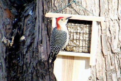 Male Red-bellied Woodpecker