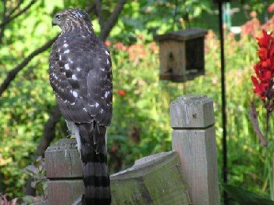 Red-shouldered Hawk - juvenile (3) [].jpg