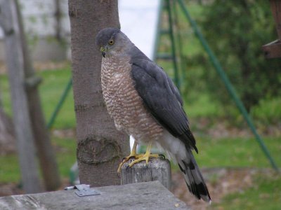 Coopers Hawk (8) [800x600].JPG