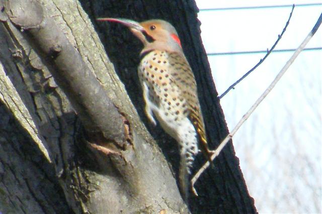Northern Flicker with tongue out