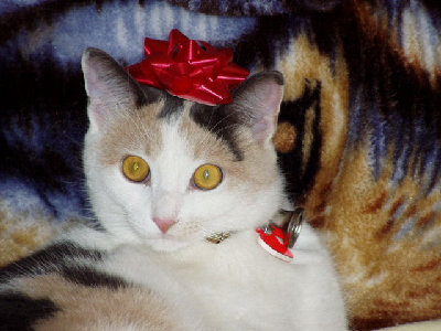 maribelle wearing christmas bow.jpg
