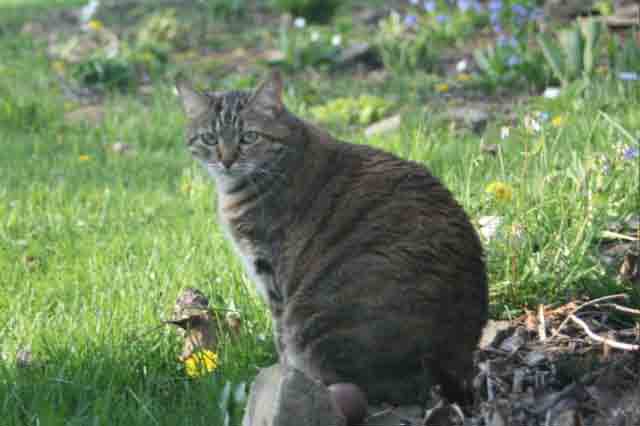 Blink in the garden.