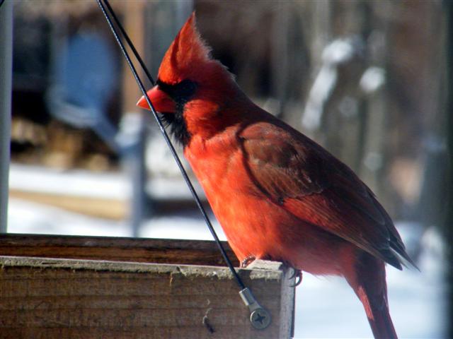 Male Cardinal