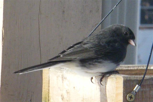 Male Dark-eyed Junco