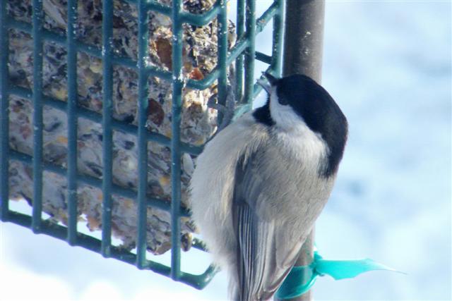 Carolina Chickadee