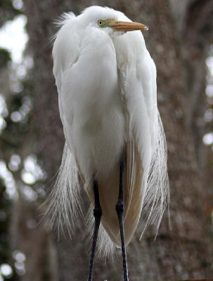 Homosassa Springs State Park 090.jpg