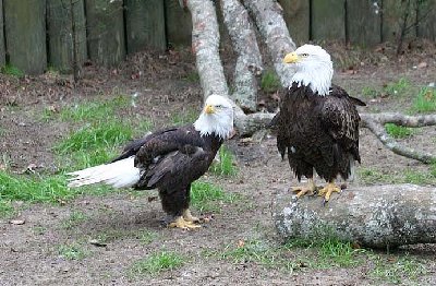 Homosassa Springs State Park 058.jpg