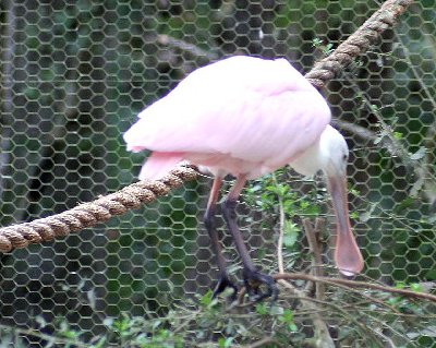 Homosassa Springs State Park 069.jpg