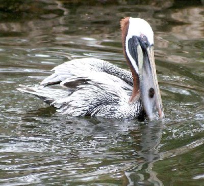 Homosassa Springs State Park 092.jpg