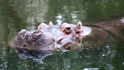 Homosassa Springs State Park 008.jpg