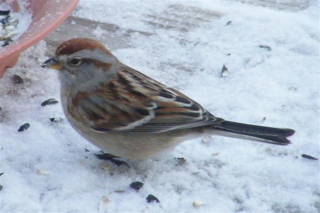 American Tree Sparrow