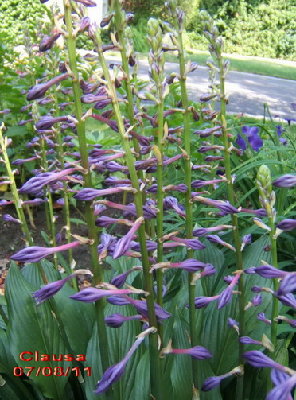 Clausa with its very purple closed flowers.