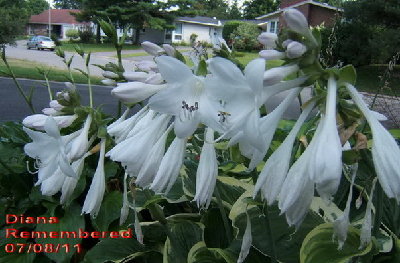 Diana Remembered - huge, fragrant flowers.