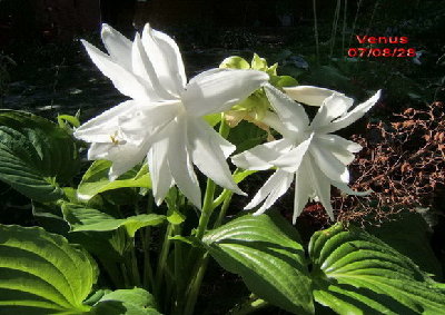 Venus - very full, fragrant flower