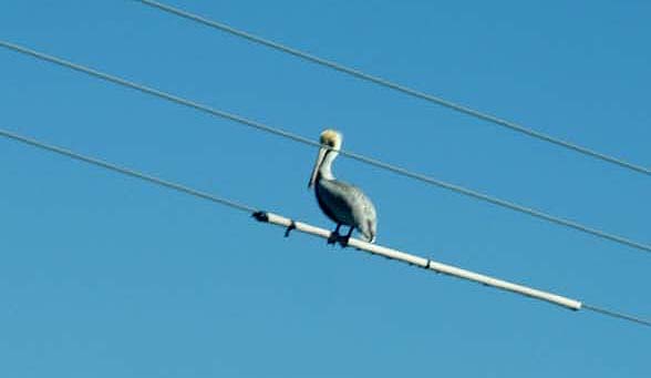 And I thought we had problems with birds sitting on power lines !!!