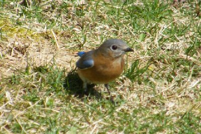 Female Blue Bird