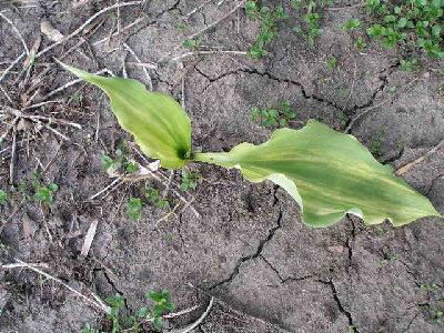 Blizzard x Elvis Lives.   Signs of &quot;Elvis&quot; in the leaf edges