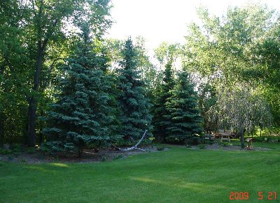 This is the view from the back yard and is the sunny side, so there are daylilies, sedum, iris, easy roses, hibiscus, etc.   Taken in the evening so it's shady now, but it's really sunny most of the day.