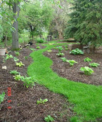 Looking down the path.   The hostas haven't reached their full size yet, and I left plenty of room for more!!  (grin)