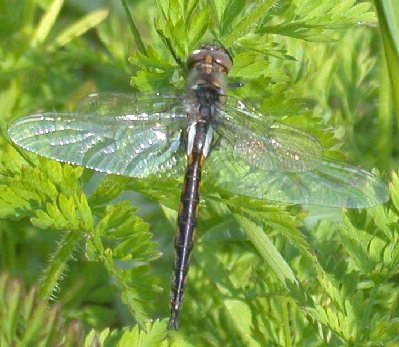 DSCN0031 Damsel or Dragon fly.JPG