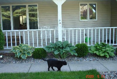 First is the front porch.   From L to R we have Sagae, Flower Power and Guacamole hostas with small globe arborvitae between them.