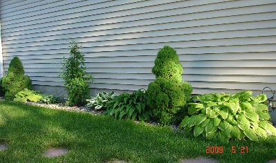 Walking around the garage side of the house is this little row, between the house and the shop.   Dwarf spruce, clematis in the middle, from L to R the hostas are Dawns Early Light, Peace, Minuteman, 4th of July, and American Dream.