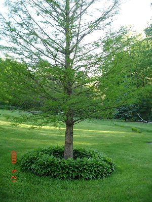 Turning around and looking toward the back yard, you see this bald cypress tree with a ring of hostas around the base.   These Lancifolia are from Deb118.  I visited her several years ago and she sent me home with several clumps in plastic bags.    Originally I got about 20 plants from it.    Now there is a huge patch of them at my old house, and two other big patches here, besides this ring.   Thanks Deb!