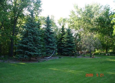 Looking at the back yard, I put these beds around the spruce trees last fall.   The sun is on this side and on the other side of the spruces is my shady hosta area.   You can see more pics of it in my other thread in this forum.
