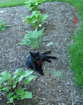 When Butch the cat gets tired of our walk or wants some attention, he will lay down in the cool mulch in hopes of getting a head scratch or belly rub.   Here he's in line with a red-petioled hosta (not sure which one), then behind him is Salute, Holy Moly, and Guacamole.