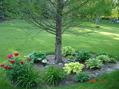 This is looking down at the bed under the bald cypress from up on the deck.   (See my pot that cracked over winter?)    The bald cypress are late to leaf out, so it's hard on the hostas until the tree starts providing some shade in mid-June.