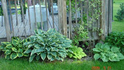 On the north side of the deck these few hostas find a little shade.   Unfortunately, other than Wide Brim on the left, I don't know any of their names.