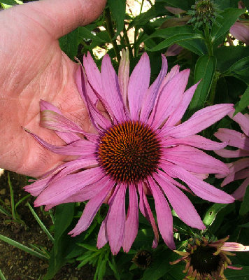 Seedling from Echinacea 'Sunset'