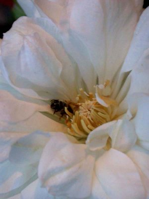 DSCN0275 sm bee in duchess of edinburgh resized.jpg