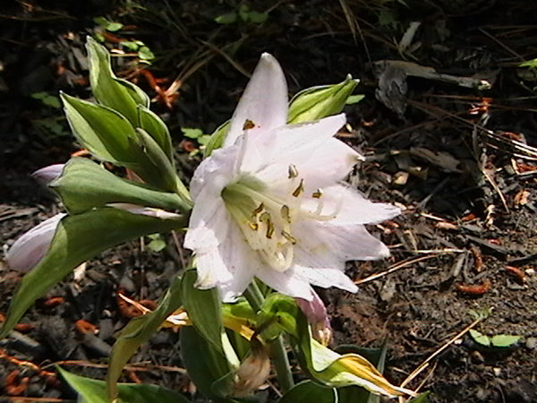 Whirlwind double flower 2008