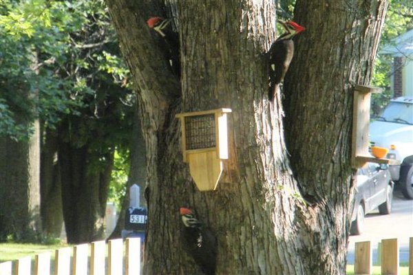 2 Juvies and an Adult Male