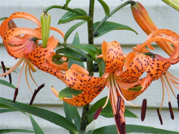 Tiger Lily...just starting!