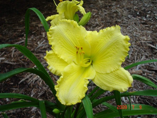 Special Angel - the first time I've seen it in bloom!   Check out that fabulous shade of yellow and those edges!!  Love It!   Thanks Caliloo (trade '08)