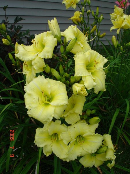 Parchment, IN - an unregistered Fred Smith daylily from Hornbakers (he names his unregistered daylilies after small towns).   This one is a lovely light-to-medium yellow with very recurved petals which makes the blooms look like puff-balls.   It it a prolific bloomer and grows quickly.