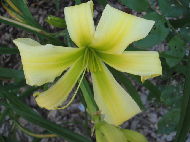 Thrilled with the greenness of this older daylily!  Even after HOT sun, it was olive-green at night.