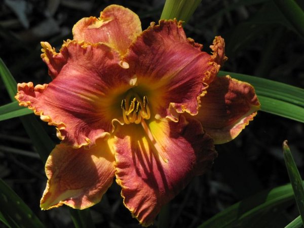 S-D-49 (Spacecoast Starburst X Awesome Blossom) 7-11-09  (2) [800x600].JPG