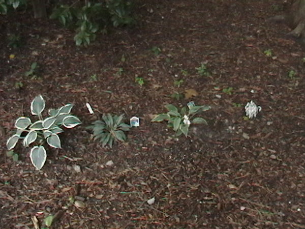 Line of &quot;blues&quot; with Indian Pipes on the right