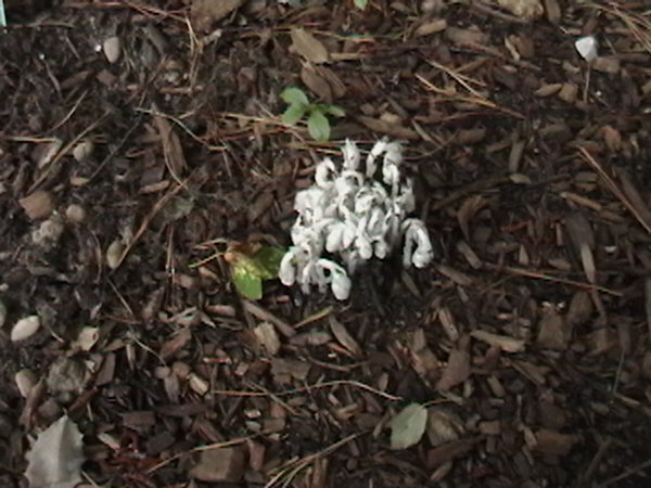 Indian Pipes 2009