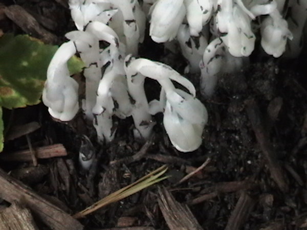 Indian Pipes 2009